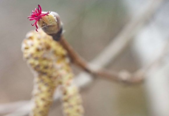 11274, , erikahighres2, , , image/jpeg, https://vtecostudies.nyc3.digitaloceanspaces.com/wp-content/uploads/2021/04/08190856/erikahighres2.jpeg, 2057, 2500, Array, Array ©Erika Mitchell