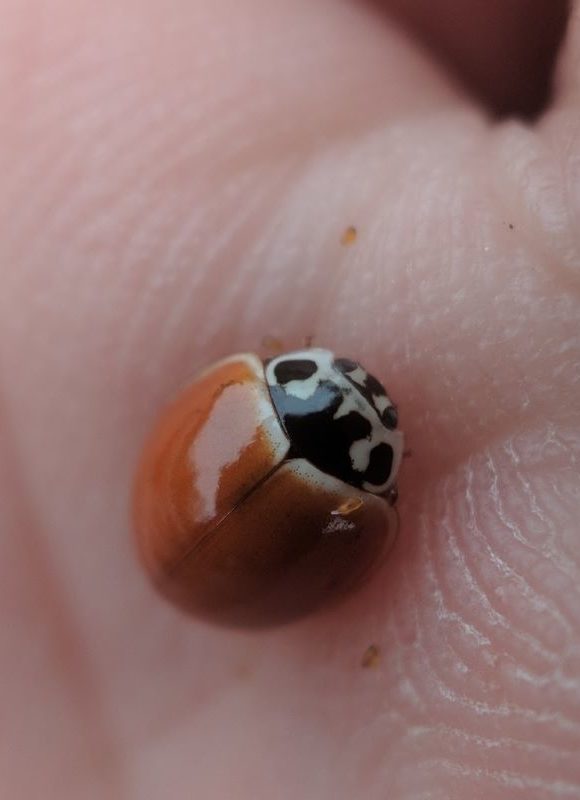 11271, , Polished Lady Beetle (Cycloneda munda)_Nathaniel Sharp2, , , image/jpeg, https://vtecostudies.nyc3.digitaloceanspaces.com/wp-content/uploads/2021/04/08190903/Polished-Lady-Beetle-Cycloneda-munda_Nathaniel-Sharp2.jpg, 600, 800, Array, Array © Nathaniel Sharp