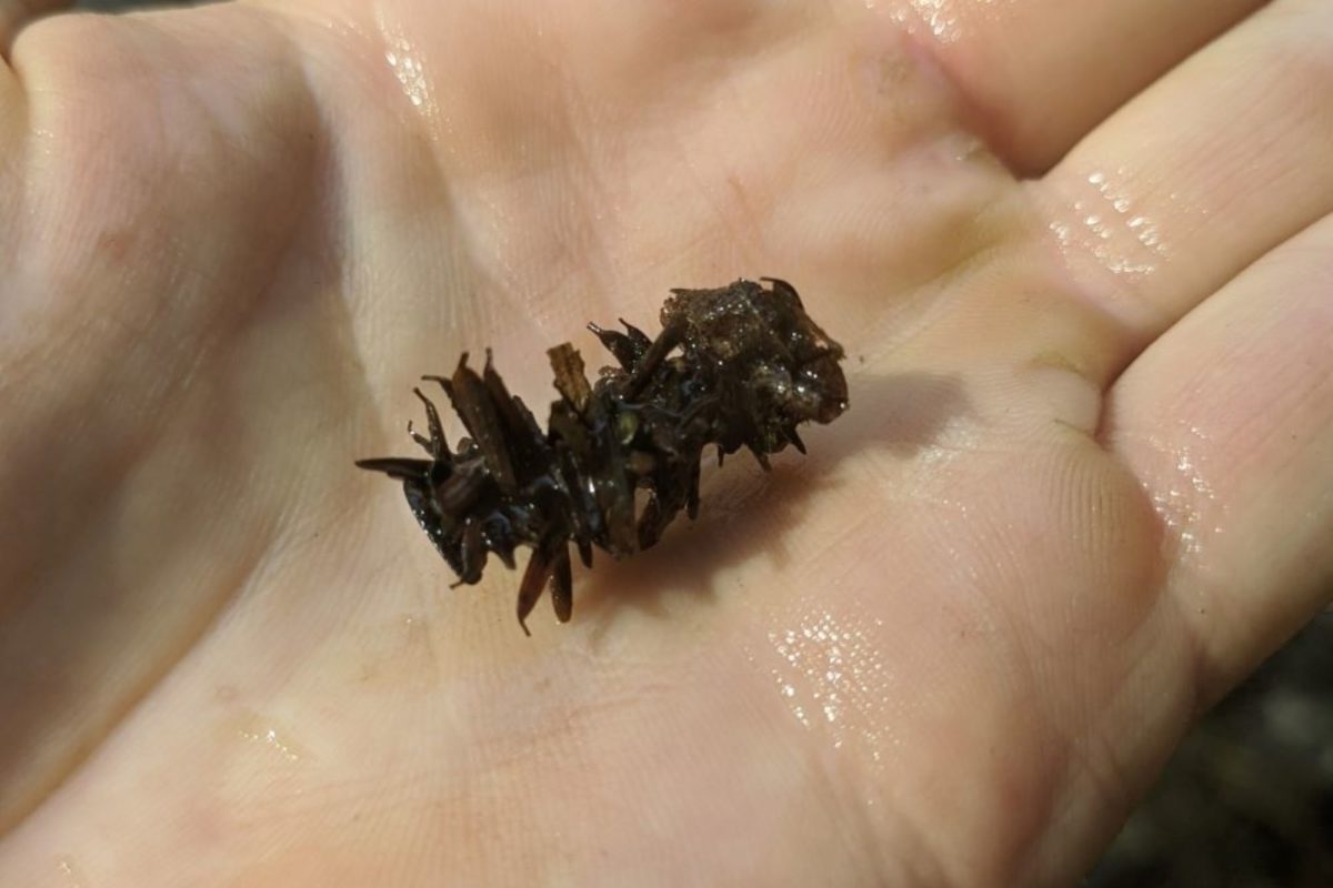 Caddisfly (Tribe Limnephilini) casing © Spencer Hardy