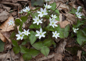 Field Guide to May 2021