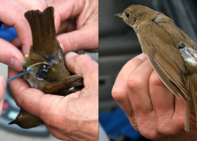 A Bicknell's Thrush Storm on Mansfield