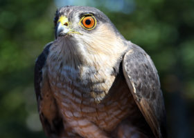 Mansfield Ridgeline Quiet During VCE Week 3 Visit