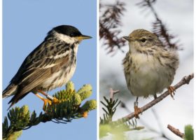 Blackpolls Abound as VCE Launches Year #30 on Mansfield