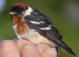 A Deluge of Juncos and a Surprise Boreal Visitor on Mansfield