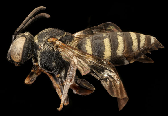 Autumnal Cellophane-Cuckoo (<i>Epeolus autumnalis</i>) &copy; © USGS Bee Inventory and Monitoring Lab