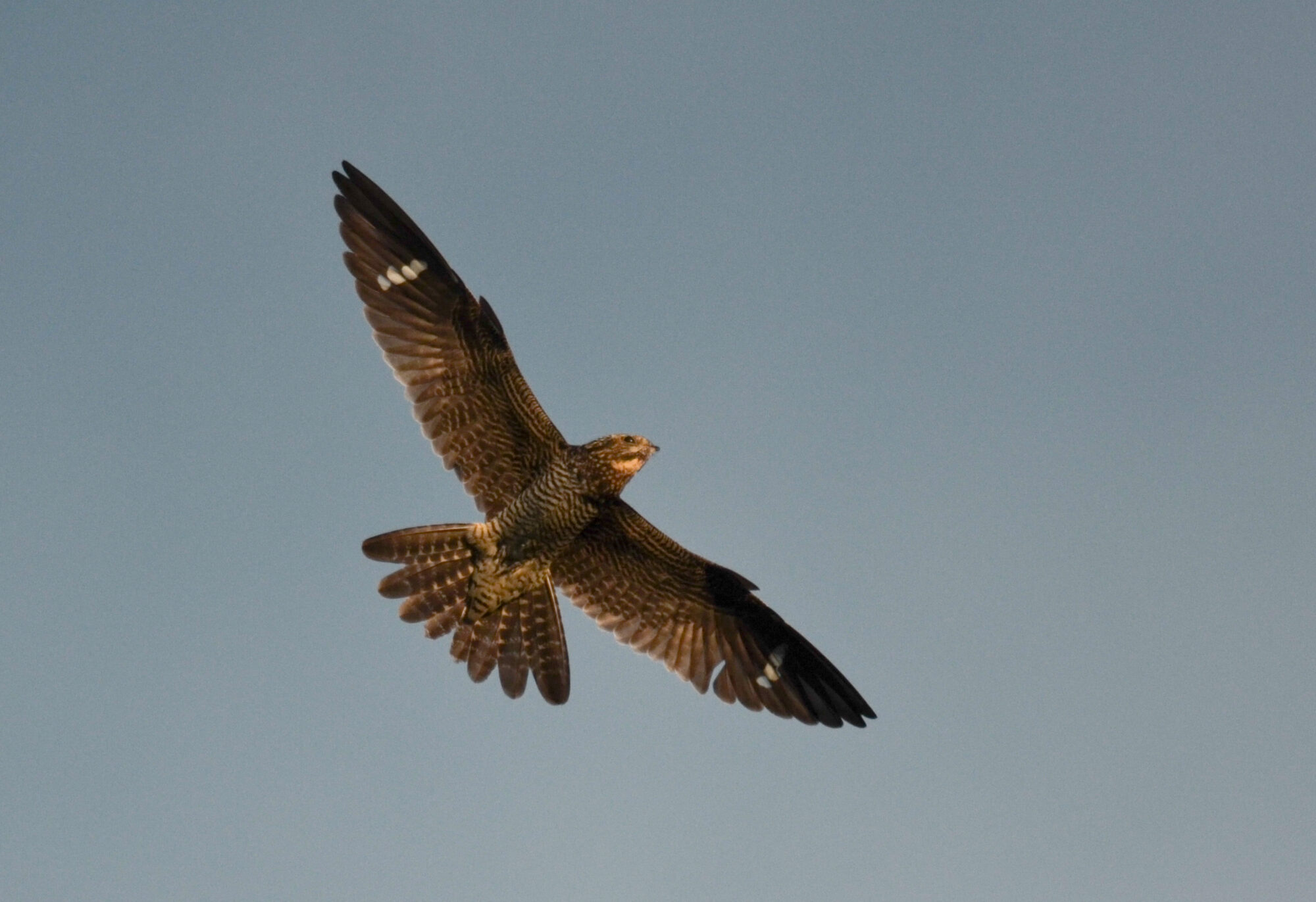 Common Nighthawk in flight over farm fields in Norwich, VT &copy; © Nathaniel Sharp