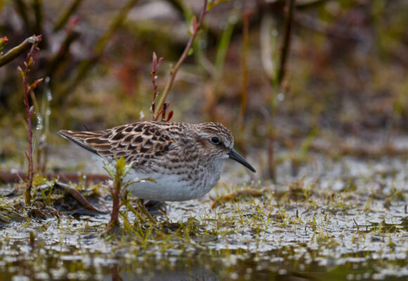 Least Sandpiper feeding on the edge of Lake Fairlee, VT &copy; © Nathaniel Sharp