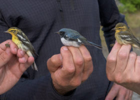 Non-locals Light Up VCE Nets on Mansfield