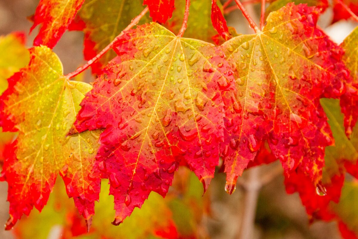 Red Maple leaves &copy; © Petr Kratochvil