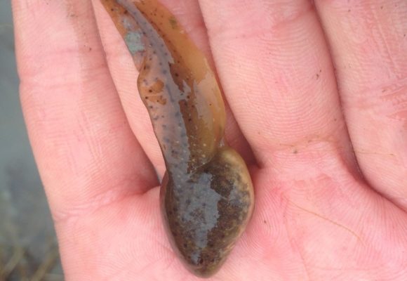 11705, , large (6), , , image/jpeg, https://vtecostudies.nyc3.digitaloceanspaces.com/wp-content/uploads/2021/09/08185452/large-6.jpg, 768, 1024, Array, Array © Nathaniel Sharp