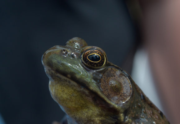 11704, , large (5), , , image/jpeg, https://vtecostudies.nyc3.digitaloceanspaces.com/wp-content/uploads/2021/09/08185454/large-5.jpg, 1024, 678, Array, Array © Nathaniel Sharp