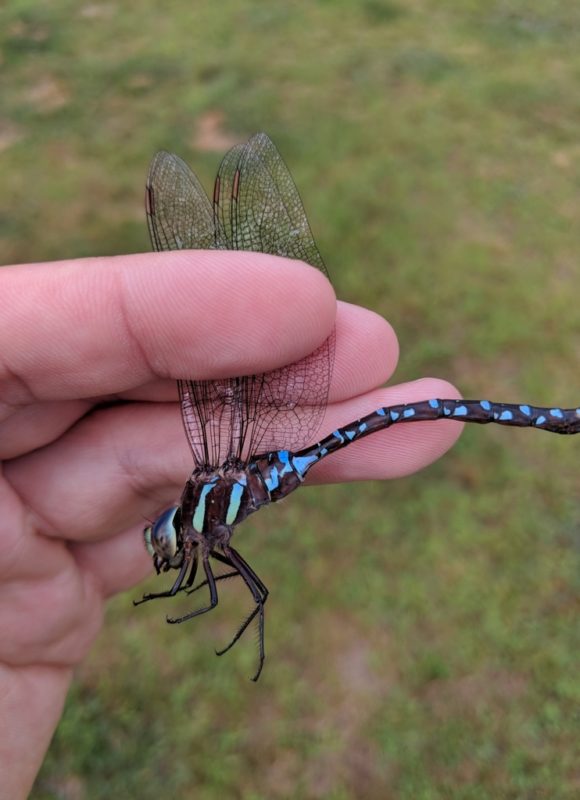 11701, , large (5), , , image/jpeg, https://vtecostudies.nyc3.digitaloceanspaces.com/wp-content/uploads/2021/09/08185505/large-5.jpeg, 768, 1024, Array, Array © Nathaniel Sharp