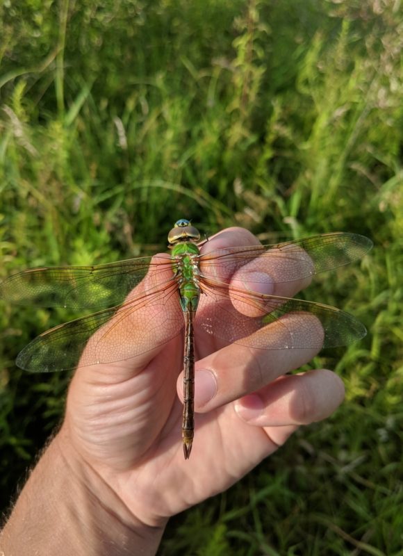 11700, , large (4), , , image/jpeg, https://vtecostudies.nyc3.digitaloceanspaces.com/wp-content/uploads/2021/09/08185508/large-4.jpeg, 768, 1024, Array, Array © Nathaniel Sharp