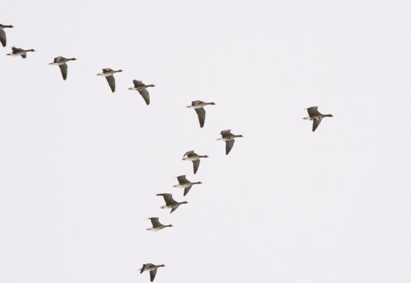 11699, , 390127318_862205e622_c, , , image/jpeg, https://vtecostudies.nyc3.digitaloceanspaces.com/wp-content/uploads/2021/09/08185510/390127318_862205e622_c.jpg, 800, 557, Array, Array © Toivo Lagerweij