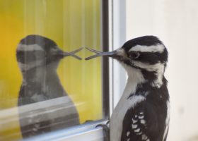 October 2021 Photo-observation of the Month