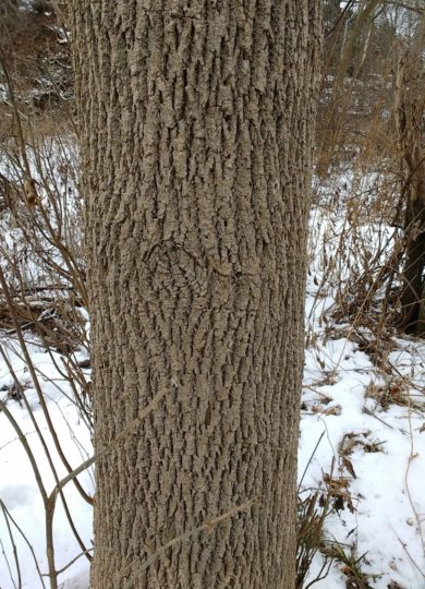 11825, , white ash_jasonLmiller, , , image/jpeg, https://vtecostudies.nyc3.digitaloceanspaces.com/wp-content/uploads/2021/10/08185102/white-ash_jasonLmiller.jpg, 1560, 2048, Array, Array © Jason L Miller