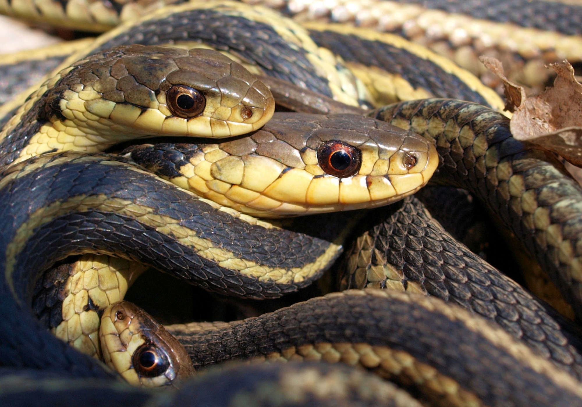 Garter snakes © Eric Bégin