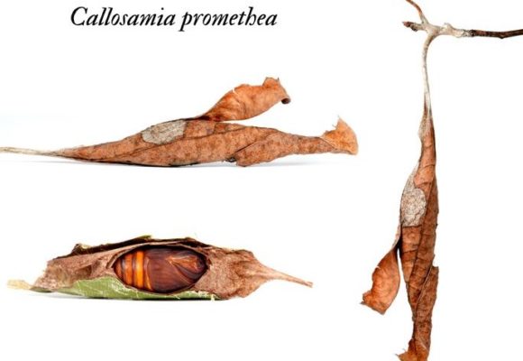 11793, , promethea moth1, , , image/jpeg, https://vtecostudies.nyc3.digitaloceanspaces.com/wp-content/uploads/2021/10/08185230/promethea-moth1.jpg, 747, 474, Array, Array © The Caterpillar Lab