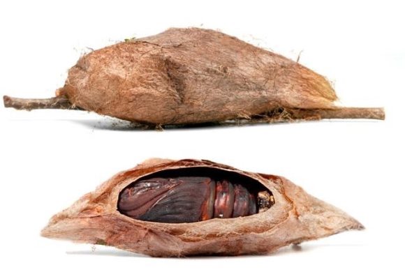 11792, , Cecropia moth1, , , image/jpeg, https://vtecostudies.nyc3.digitaloceanspaces.com/wp-content/uploads/2021/10/08185232/Cecropia-moth1-e1635263305594.jpg, 697, 449, Array, Array © The Caterpillar Lab