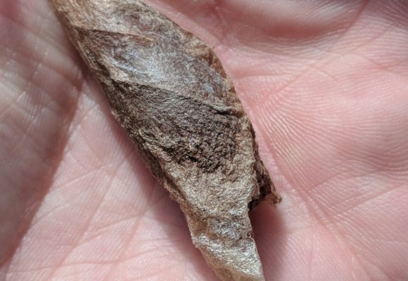 11791, , large (10), , , image/jpeg, https://vtecostudies.nyc3.digitaloceanspaces.com/wp-content/uploads/2021/10/08185234/large-10.jpeg, 768, 1024, Array, Array © Nathaniel Sharp