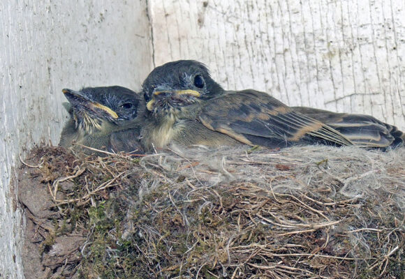 Eastern Phoebe nest and fledglings &copy; © WikiCommons (no author found)