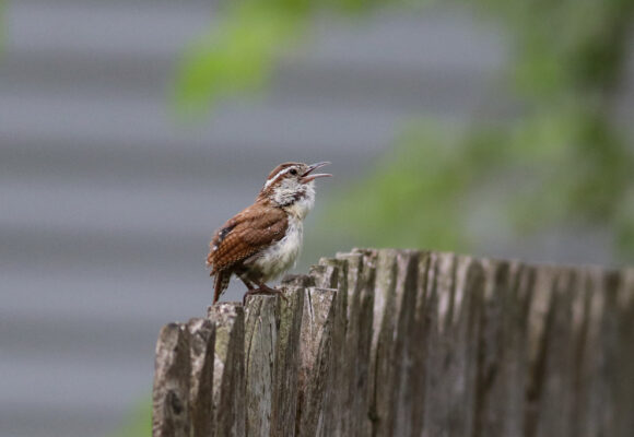 Carolina Wren &copy; © Nick Tepper
