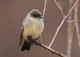 Highlights from the 40th Vermont Bird Records Committee Report