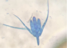 November 2021 Photo-observation of the Month