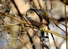 January 2022 Photo-observation of the Month