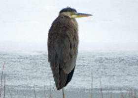 December 2021 Photo-observation of the Month