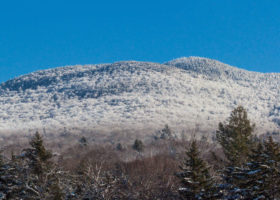 Field Guide to January 2022