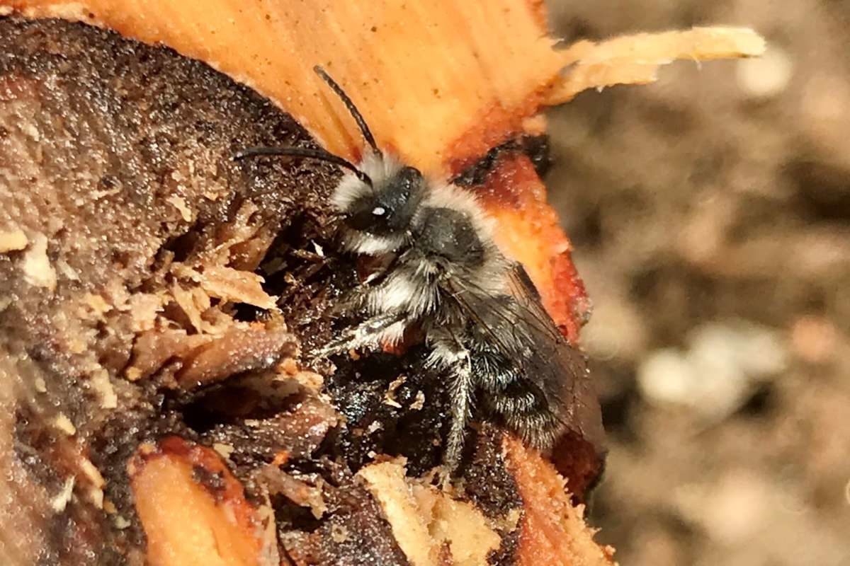 Frigid Miner (<i>Andrena frigida</i>) © K.P. McFarland