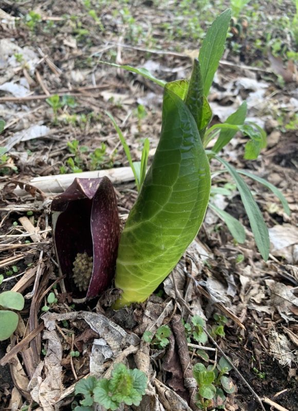 12257, , large (45), , , image/jpeg, https://vtecostudies.nyc3.digitaloceanspaces.com/wp-content/uploads/2022/02/08183758/large-45.jpg, 768, 1024, Array, Array © msetzke - iNaturalist