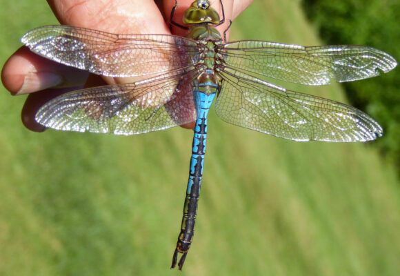 Common Green Darner (<i>Anax junius</i>) &copy; © Josh Lincoln