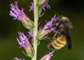 Meet Vermont's Newest Endangered Species