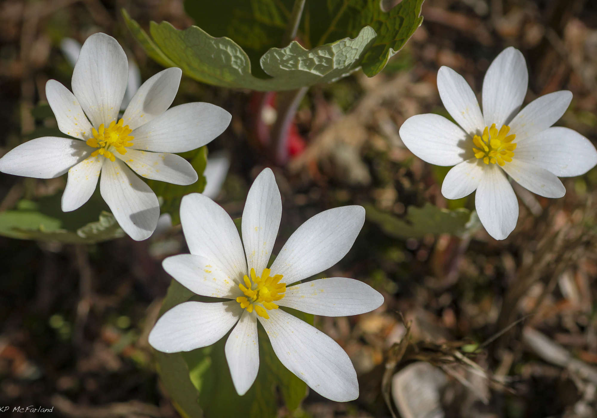Bloodroot (Sanguinaria canadensis) in full April bloom. &copy; K.P. McFarland