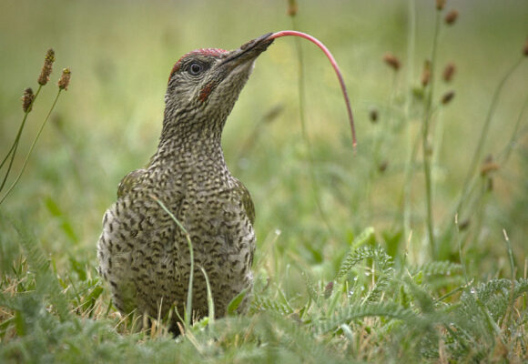 Juvenile Green Woodpecker (Poland) &copy; © Hedera Baltica