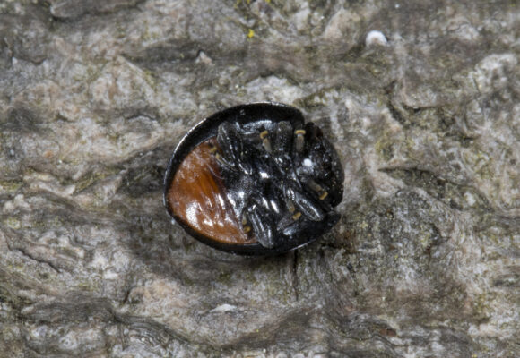 Twice-stabbed Lady Beetle underside view &copy; © K.P. McFarland