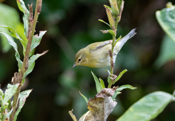 Tennessee Warbler  &copy; © K.P. McFarland