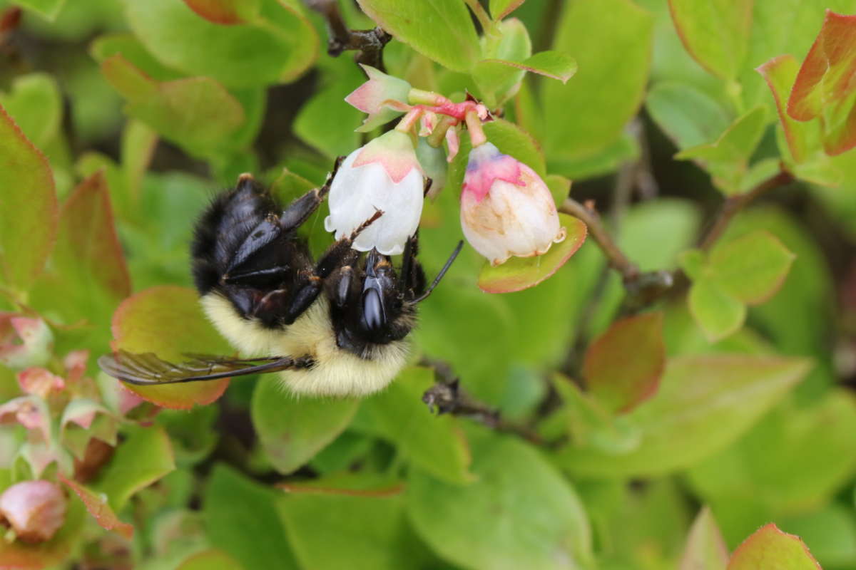 Half-black Bumble Bee <i>(Bombus vagans)</i> &copy; © Spencer Hardy