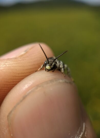 Dark-legged Yellow Loosestrife Bee (<i>Macropis nuda</i>) &copy; © Spencer Hardy