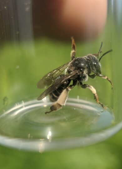<i>Macropis patellata</i> &copy; © Spencer Hardy