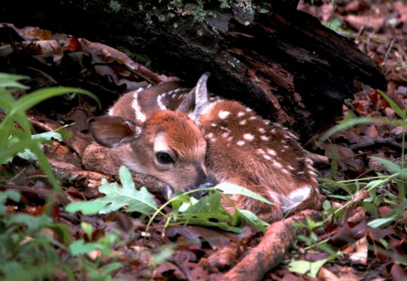 Fawn on forest floor &copy; © Haanala76 - Public Domain Photos