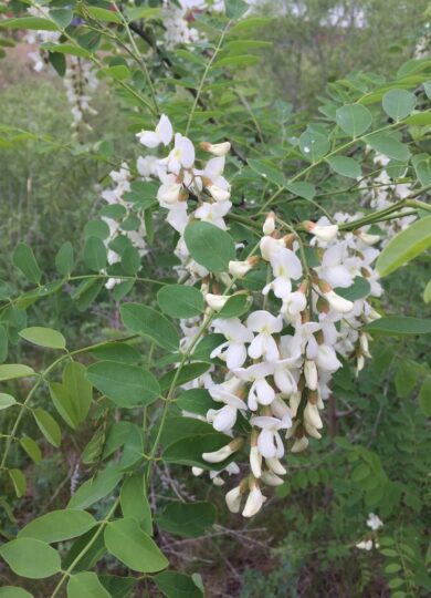 Black Locust Flowers (<i>Robinia pseudoacacia</i>) &copy; © karuquebec on iNaturalist