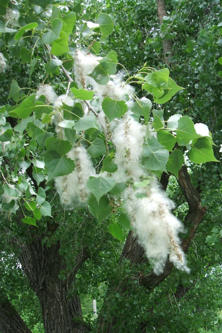 Cottonwood Seeds &copy; © John Lillis