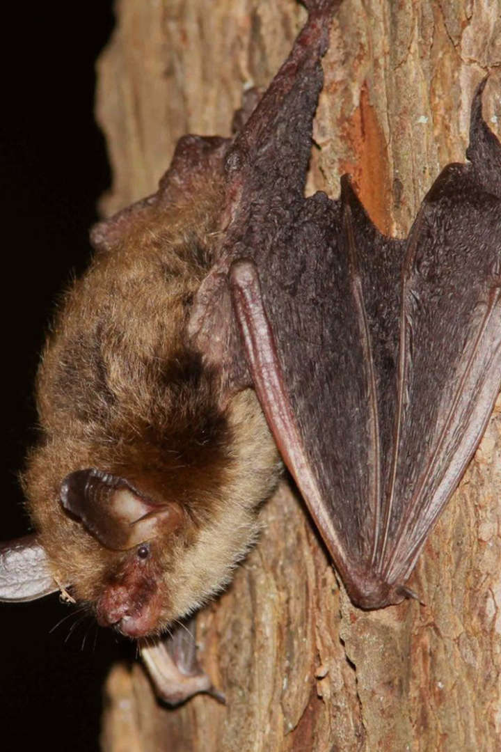 Northern Long-eared Bat (<i>Myotis septentrionalis</i>) &copy; © Jason Ksepka