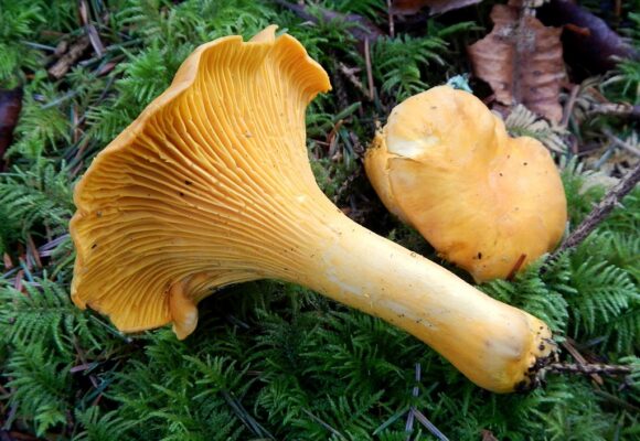 Chanterelles <i>Cantharellus</i> &copy; ©Ron Pastorino