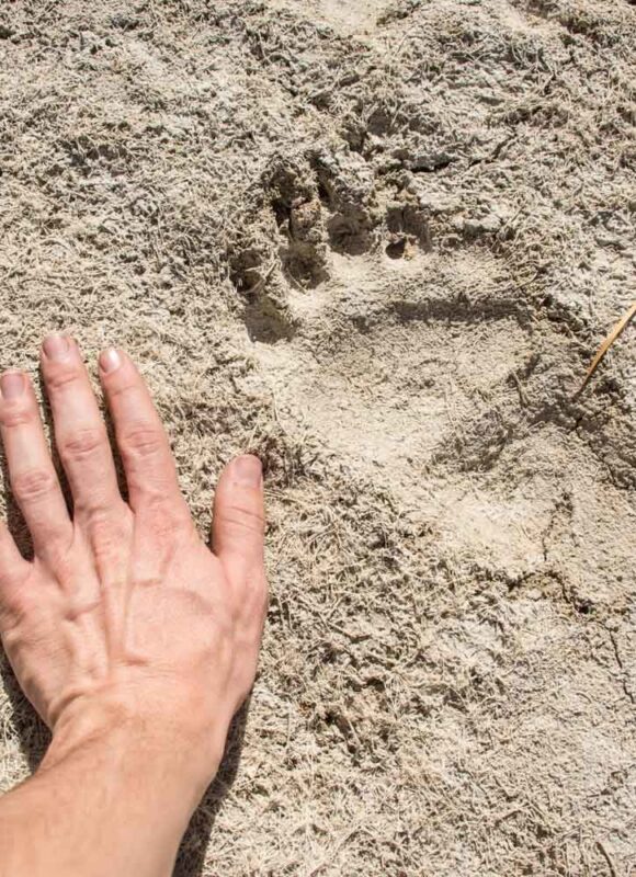 Black Bear track &copy; © Bryant Baker 