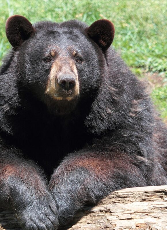 Black Bear &copy; © Cephas