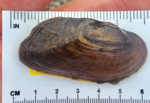 Eastern Elliptio (<i>Elliptio complanata</i>) &copy; © K.P. McFarland